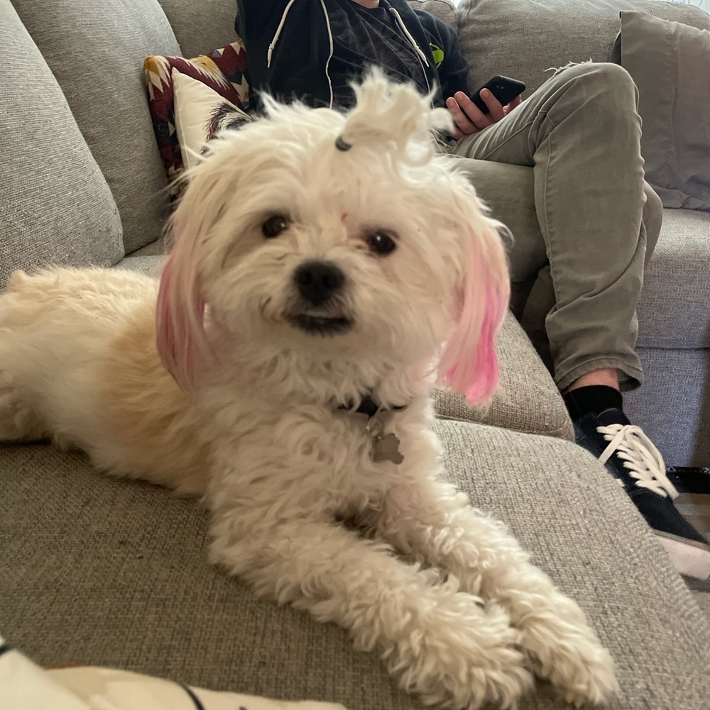 Meet your Posher, Morgan